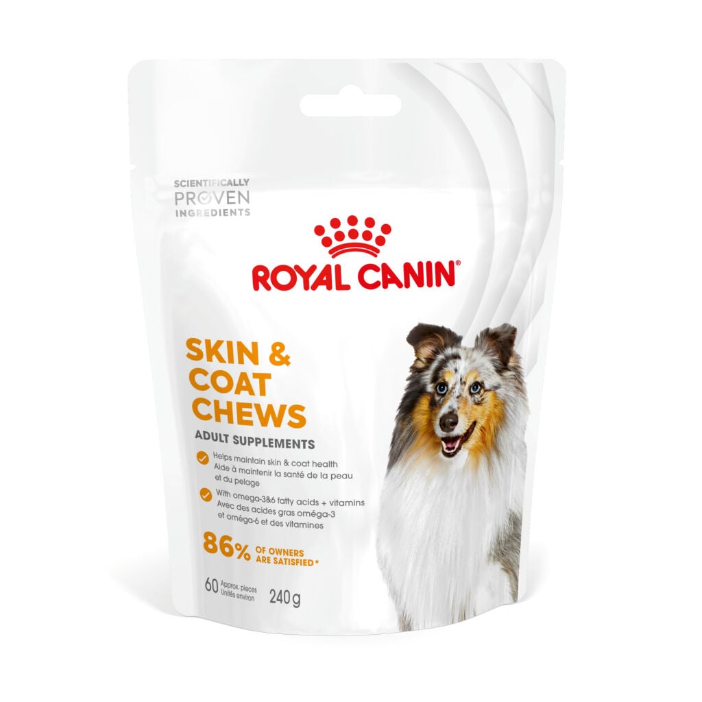Royal Canin Deri ve Tüy Sağlığı Destekleyici Yetişkin Köpek Ödül Maması 240gr (STT:05/2027)