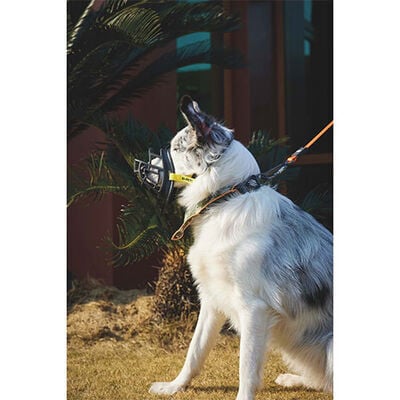 M-Pets Bark Guard Köpek Ağızlığı Sarı Siyah XL (20 x 17 x 9 Cm)