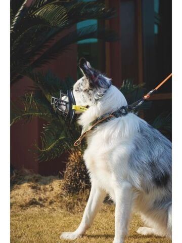 M-Pets Bark Guard Köpek Ağızlık (XXL) Siyah/Sarı (22 x 19 x 9 cm)