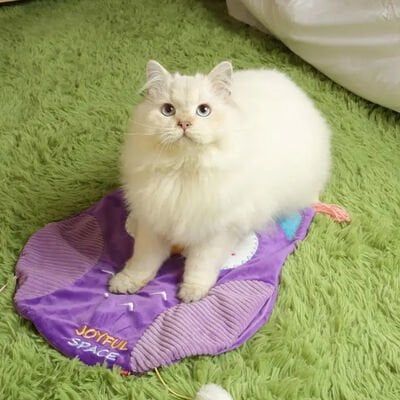 Gigwi Joyful Space Kedi Otlu Kedi Oyun Alanı